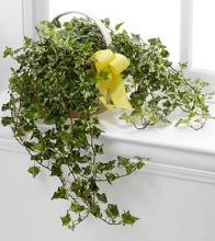 The Solace Ivy Planter