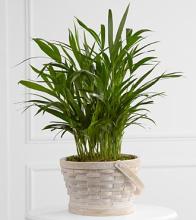 The Deeply Adored Palm Planter